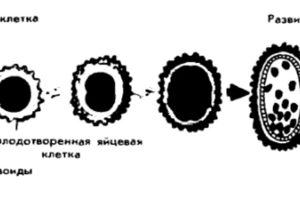 Kra36.cc